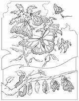 Monarch Butterflies Papillons Farfalla Farfalle Papillon Colorier Imprime Danieguto Gifgratis sketch template