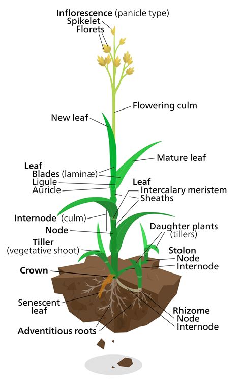 diagrams   plant  diagrams