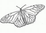 Monarch Coloringhome sketch template