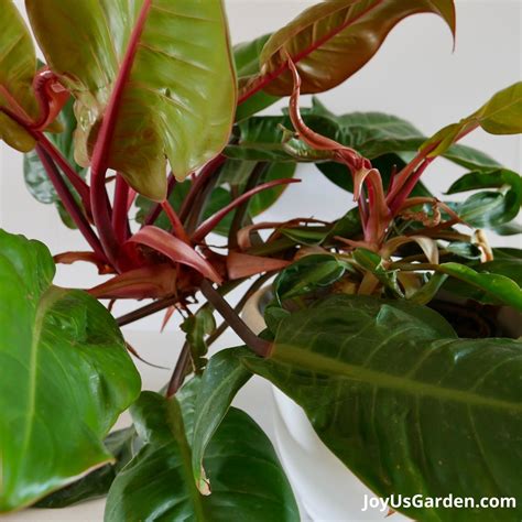 philodendron imperial red care  growing tips