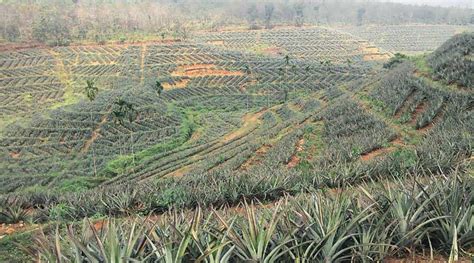 pineapple city reaping bitter harvest  prices crash india news  indian express