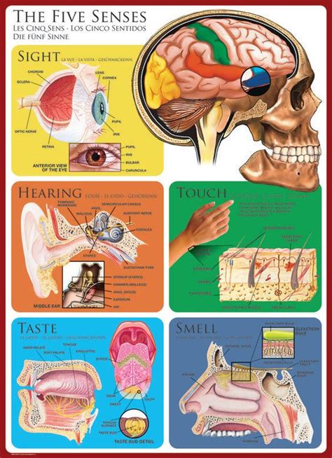 Sensory Processing Sensitivity Education Poster Senses Anatomy