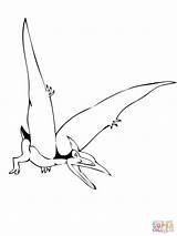 Pteranodon Coloring Pterodactyl Kleurplaat Flugsaurier Disegni Pteranodonte Ausmalen Ark Dinosaur Ausmalbild Ausdrucken Kleurplaten Bambini Dinosauri sketch template