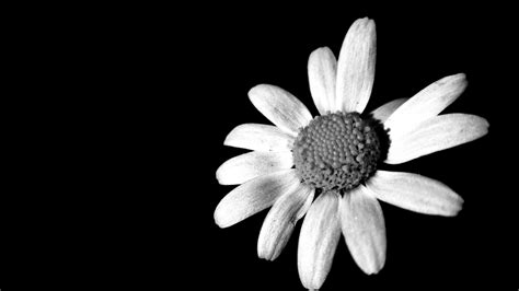 blanco  negro imagen foto plantas flores mis favoritas fotos de