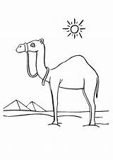 Camel Coloring Pages Printable Last sketch template