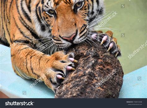 siberian tiger claw immagini foto stock  grafica vettoriale