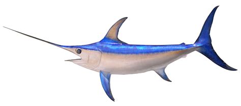 swordfish mounts  king sailfish mounts