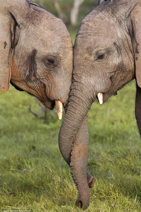 elephants lock trunks in affectionate display at kariega game reserve