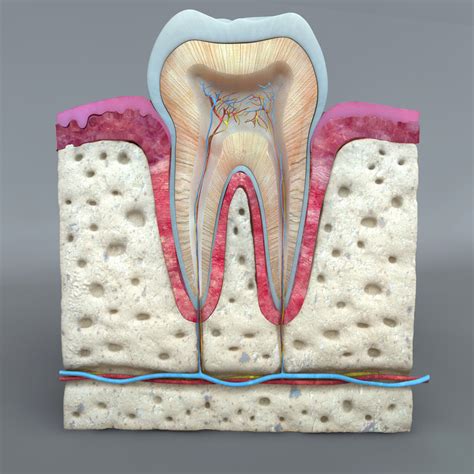teeth diagram  model obj ds fbx cd cgtradercom