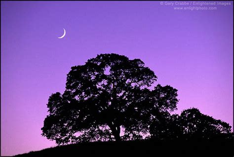 crescent moon  oak tree  evening crescent moon  ev flickr