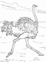 Coloring Pages Ostrich Color Printable Runs Birds Kids Recommended sketch template