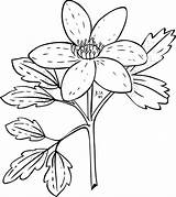 Coloring Clip Anemone Clipart Clker Large Pipers sketch template