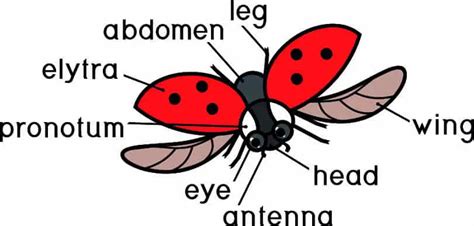 eyes  ladybugs  whatbugisthat