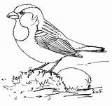 Sparrow Haussperling Ausmalbild Passero Disegno Zum Zeichnen Colouring sketch template