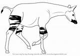 Okapi Drawing Draw Step Easy Animals Zoo Tutorials Drawingtutorials101 sketch template