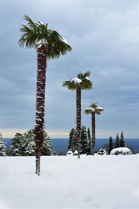 palm trees with snow winter scene stock image image of park plant
