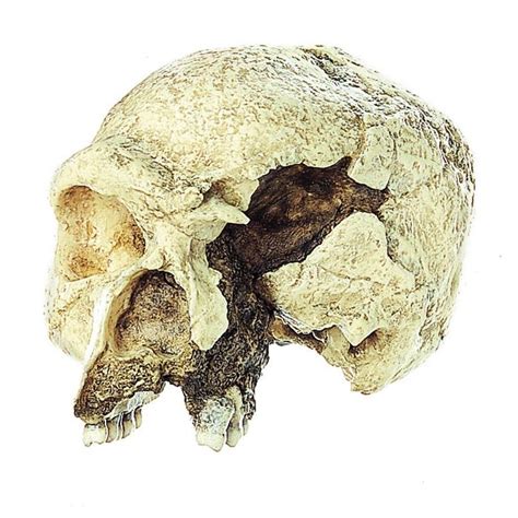 s 11 the steinheim skull homo heidelbergensis biomedical models