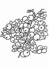Cranberry Cranberries Gaddynippercrayons sketch template