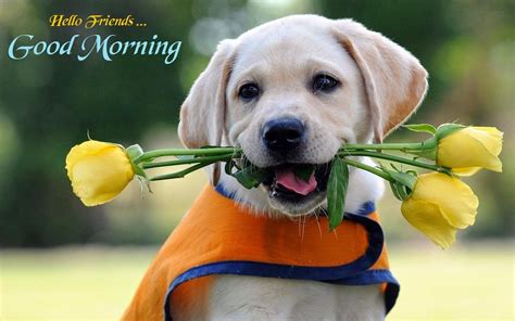 good morning wishes  dogs pictures images
