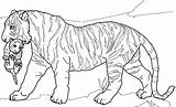 Tiger Coloring Pages Cub Adult Bengal Mandala Lion Realistic Cubs Baby Tigers Printable Color Lions Print Getdrawings Colorings Getcolorings Popular sketch template