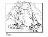 Coloring Pages Ecosystem Forest Kelp Nationalgeographic sketch template
