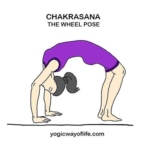chakrasana wheel pose yoga asana  fitness    spine