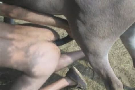 Mexican girl donkey sex