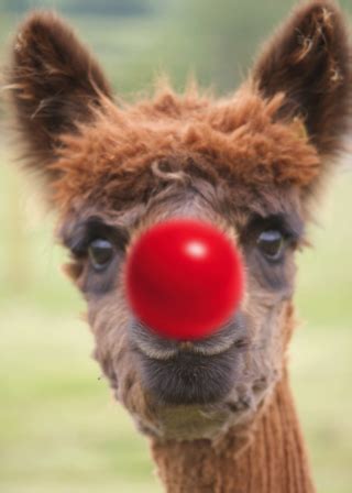 red nose day comic relief  alpaca enjoy kensmythkensmyth