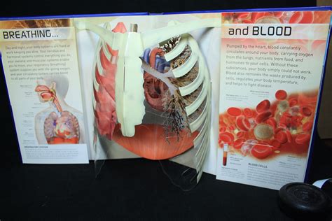 Alive The Ultimate Pop Up Human Body Book Papersmyths