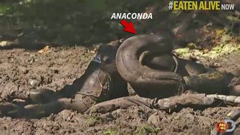 eaten alive anaconda   failed tv stunt   ringer