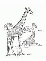Giraffe Giraf Colouring Savane Safari Colorir Leukekleurplaten Hoofd Girafas Honkingdonkey Dieren Printable Kleur Ancenscp Coloringpage Books Pintarcolorir Bron Coloringhome sketch template