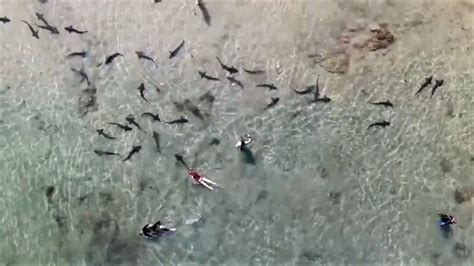 drone video shows swimmers chilling  sharks  california dronedj