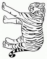 Tiger Tijger Ausmalbilder Tigri Colorat Malvorlagen Dieren Animale Colorare Felini Tigre Animaatjes Planse Disegno P26 Mewarnai Macan Ausmalbild Coloriages Animasi sketch template