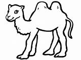 Camel Coloring Pages Printable Kids sketch template