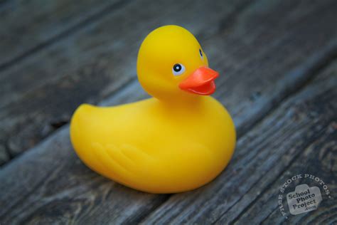 rubber duck  stock photo image picture big yellow rubber duck