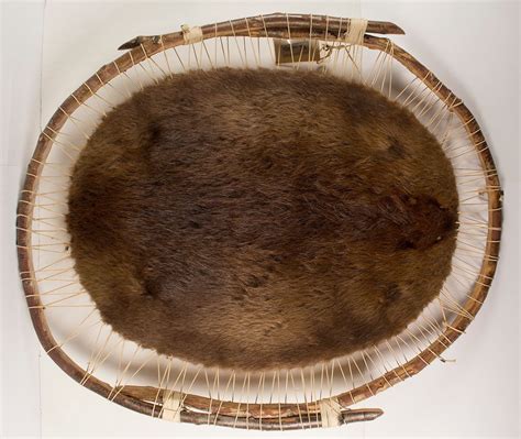 mounted beaver pelt