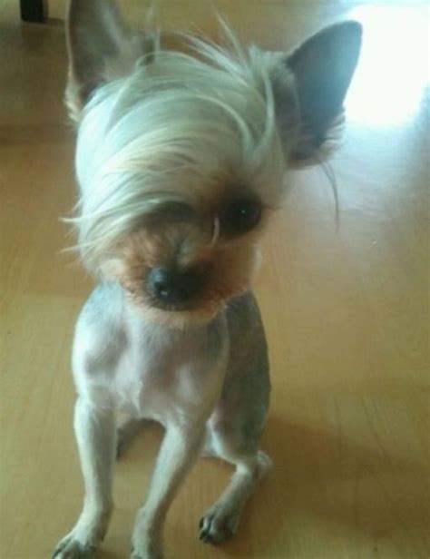 top  dogs     bad hair day