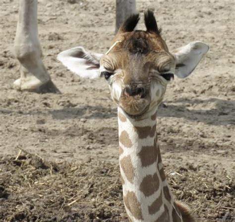 beekse bergen babynieuws giraffe gerda  bevallen van een dochter lindanl