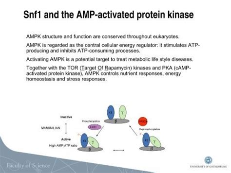 snf   amp activated protein kinase