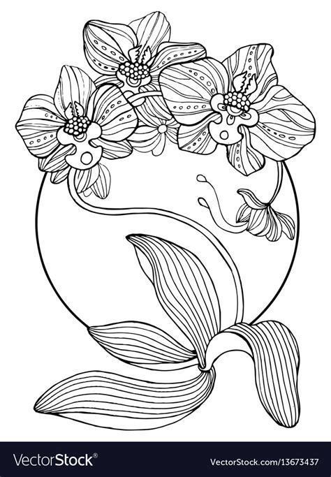 orchid flowers coloring book royalty  vector image