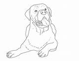 Rottweiler Hunde Malvorlage Welpen Malen Nachmalen Hund Hunderassen Draw Tiere Malvorlagen Dekoking Kindern sketch template