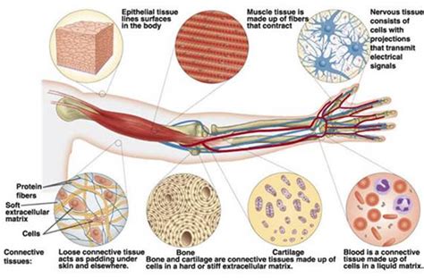Mammalian Tissues Biological Science Picture Directory