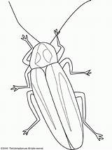 Insecten Lucciola Insekten Lucciole Luciernaga Firefly Kleurplaten Kolorowanki Robaki Insects Iluminar Insetti Malvorlage Owady Dieren Dzieci Questa Stimmen sketch template