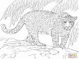 Jaguars Supercoloring Kleurplaat Malvorlage Stampare Kleurplaten Grosser Magnifique Reptiles Vbs Giaguaro Malvorlagen Modeste Giaguari Grandi Felini Jaguares Gratuit Coloriages Rasane sketch template