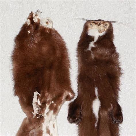 european mink lot   tanned fur pelts weasel skin hide  sale