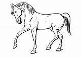 Cavallo Paard Kleurplaat Caballo Pferd Malvorlage Ausmalbild Stampare Horses Kleurplaten Violin Gratis sketch template
