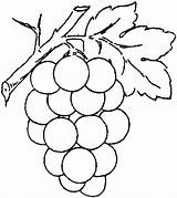 Grape Coloring Grapes Pages Printable Vine Drawing Vines Getdrawings sketch template