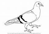 Pigeon Drawing Draw Sketch Bird Dove Birds Step Outline Drawings Paintingvalley Tutorials Learn Getdrawings Animals Sketches sketch template