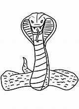 Cobra Coloring Pages King Spitting Snake Color Print Template Printable Getdrawings Designlooter Drawingnow Getcolorings Drawings Printablee 98kb sketch template