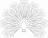 Coloring Feather Peacock Pages Getcolorings sketch template